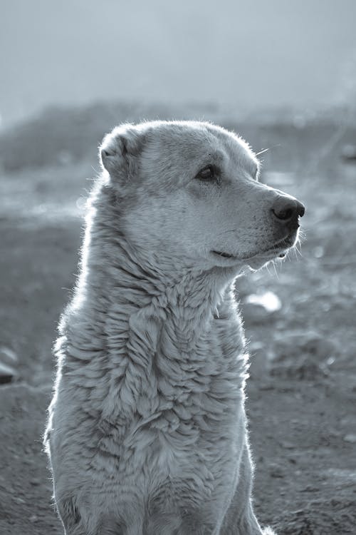 Základová fotografie zdarma na téma černobílý, domácí mazlíček, fotografování zvířat