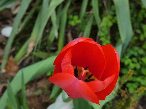 Foto profissional grátis de tulipa vermelha no jardim