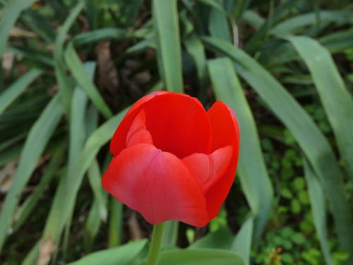 Foto profissional grátis de tulipa vermelha no jardim