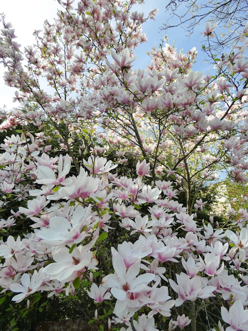 white magnolia tree