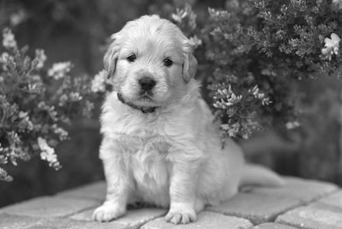 A black and white photo of a puppy