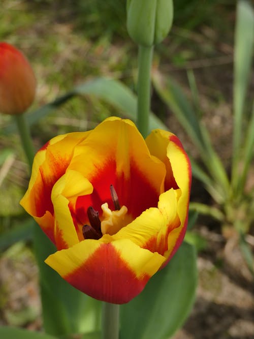 Foto profissional grátis de tulipa amarela