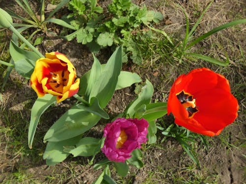 Foto profissional grátis de três tulipas coloridas, tulipa amarela, tulipa rosa