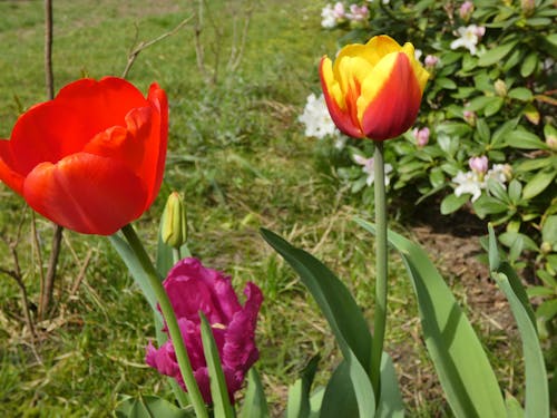 three colourful tulips, yellow tulip, pink tulip, red tulip