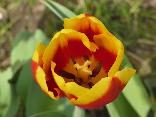 Foto profissional grátis de tulipa vermelha amarelada