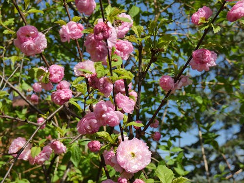 almond tree, pink flowers