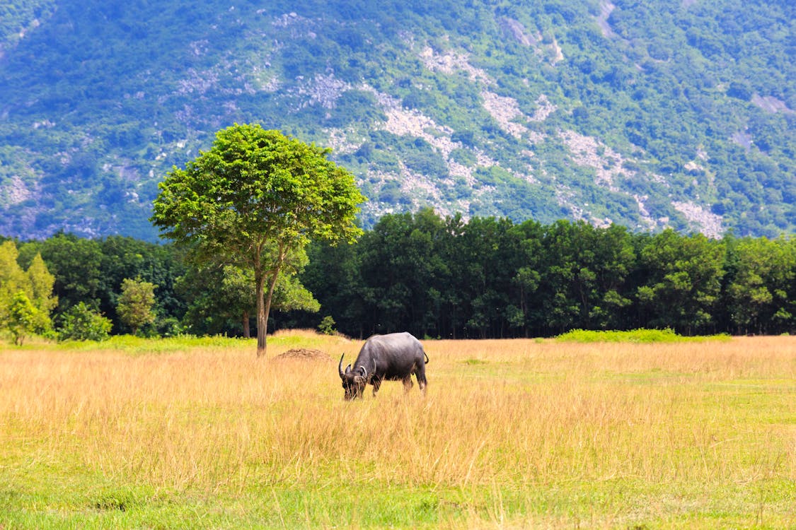 Photo Of A Carabao On Grass Field