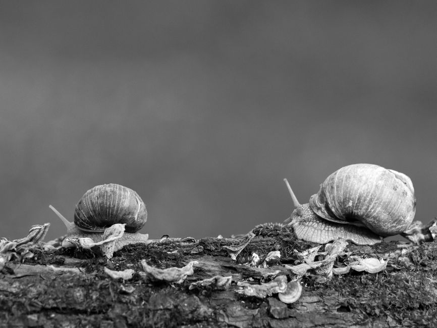 Two snails crawling on tree bark in a black and white close-up, showcasing nature's beauty.