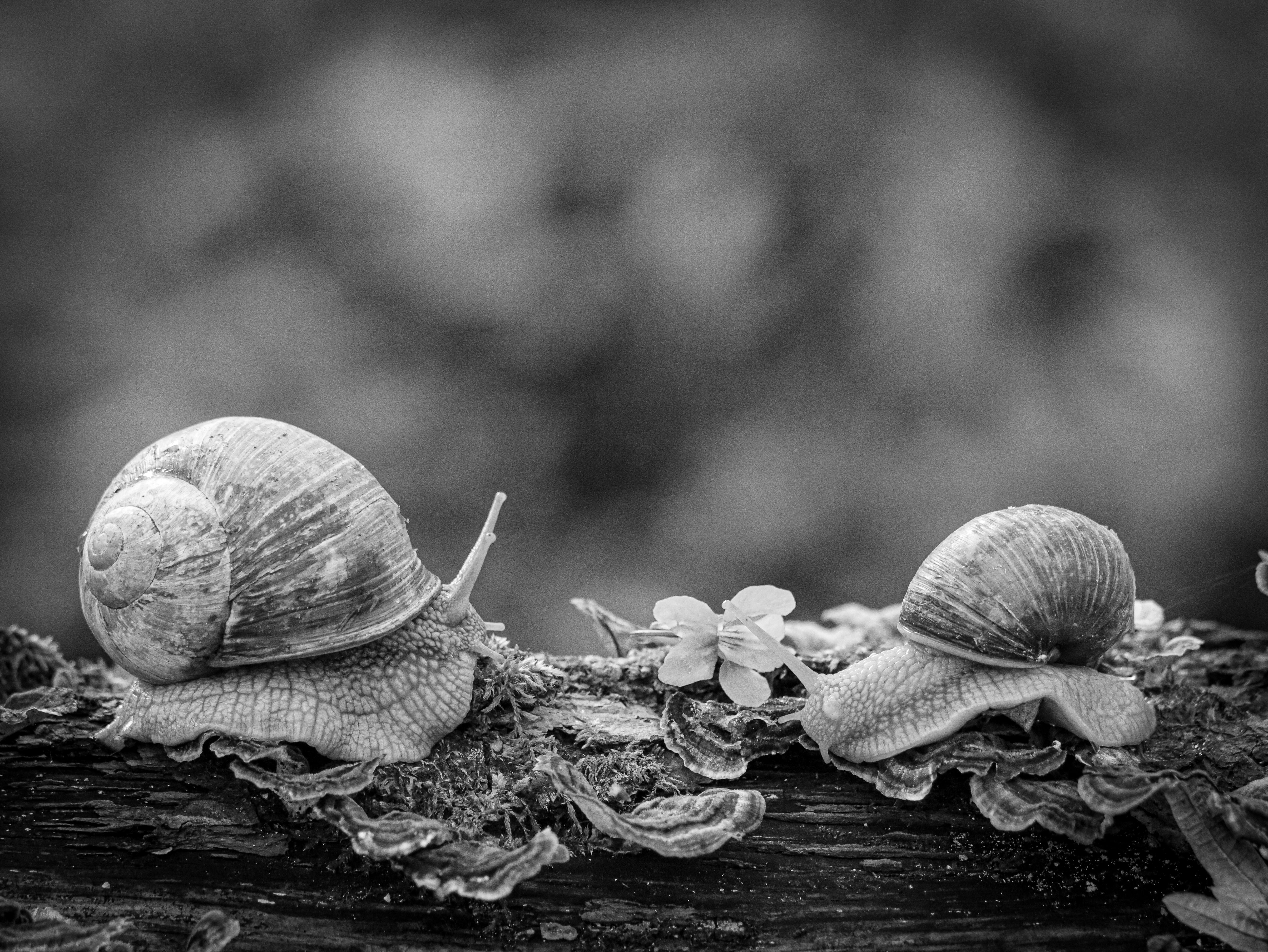 Close-up of two snails on a log in black and white, showing texture and nature's beauty.