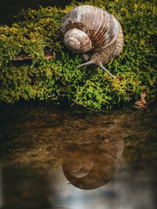 Kostnadsfri bild av djur, gastropod, mossa