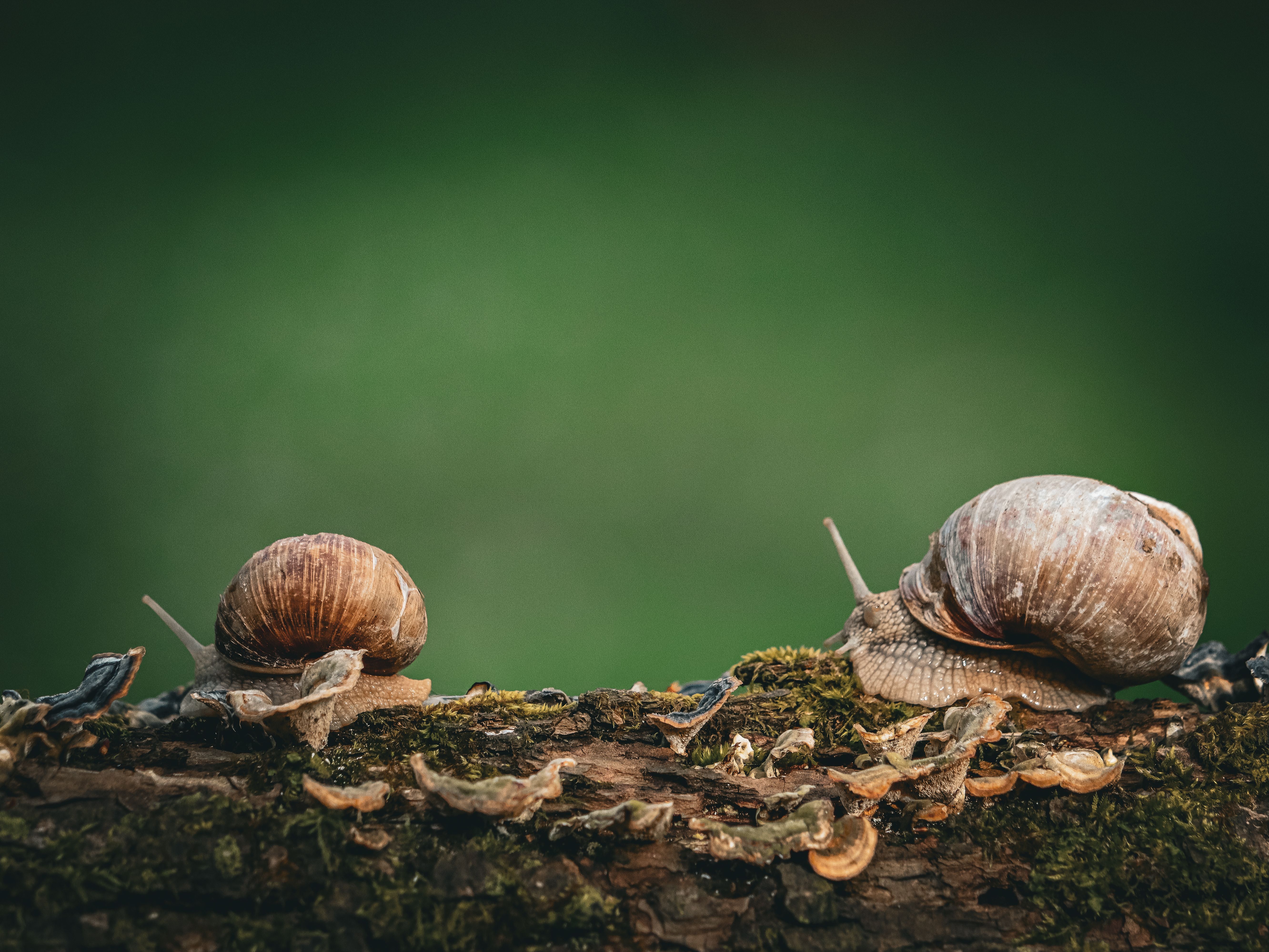 Foto: Nikola Tomašić / Pexels