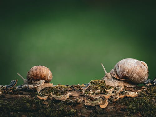 Two snails sitting on a log in front of a green background