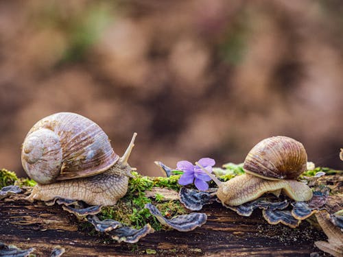 Two snails sitting on a log with purple flowers