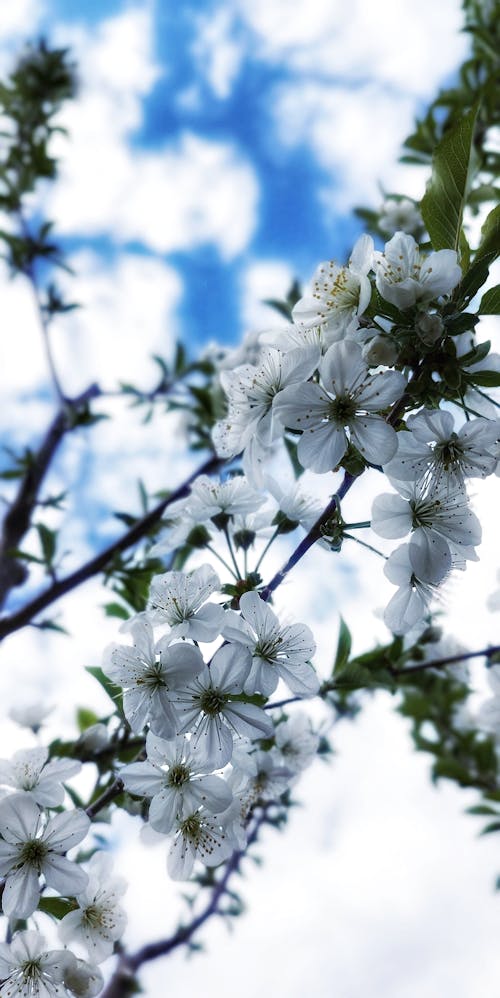 Бесплатное стоковое фото с ботанический, весна, дерево