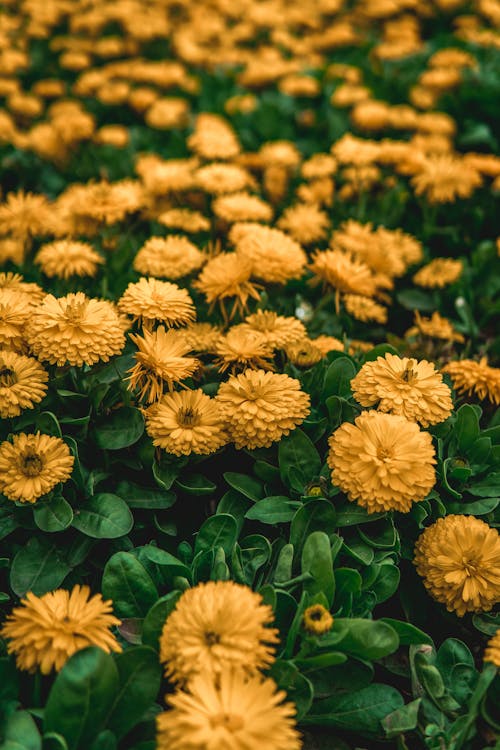 Foto stok gratis alam, bunga kuning, hamparan bunga