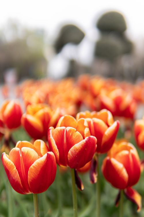 Free Bright orange and red tulips bloom in abundance, showcasing nature's vibrant colors. Stock Photo