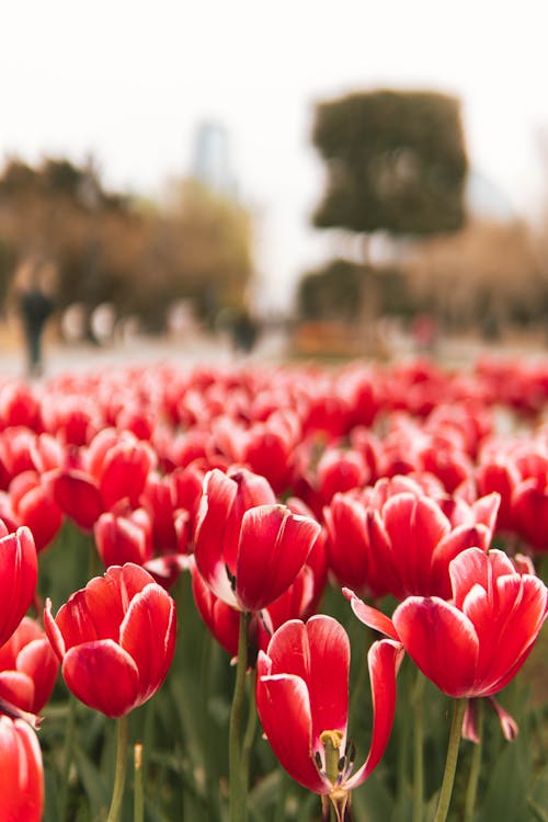 Red Flowers on Meadow