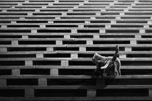 Free A cat walks up wooden stairs in a black and white setting, showcasing symmetry and texture. Stock Photo
