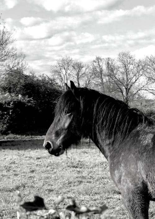 Darmowe zdjęcie z galerii z czarno-biały, fotografia zwierzęcia, koń