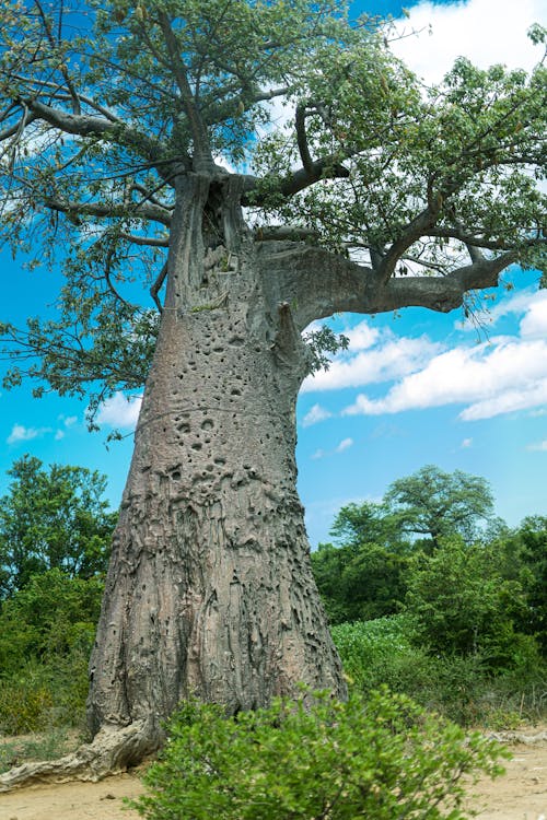 Základová fotografie zdarma na téma baobab strom, dřevo, dub