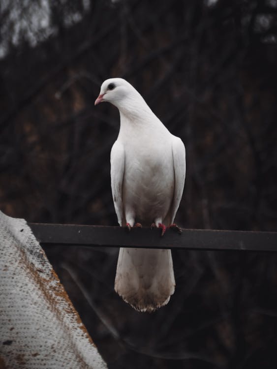 동물 사진, 새, 수직 쐈어의 무료 스톡 사진