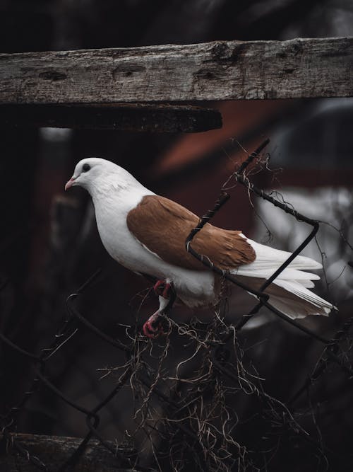 동물 사진, 새, 수직 쐈어의 무료 스톡 사진