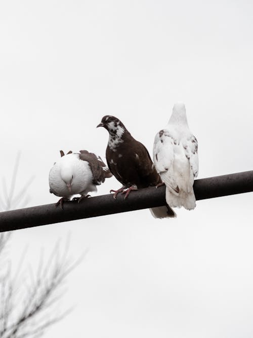 동물 사진, 비둘기, 수직 쐈어의 무료 스톡 사진