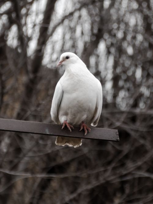 Free A serene white dove perched on a metal bar with a blurred natural background. Stock Photo