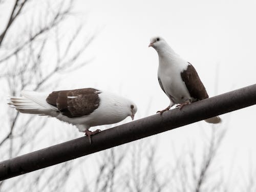 Two white and brown birds sitting on a wire