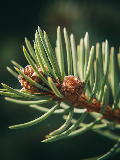 Free A close up of a pine tree branch with cones Stock Photo