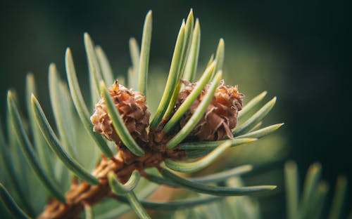 A close up of a pine tree branch with cones