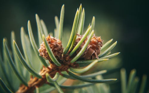 分公司, 天性, 松針 的 免费素材图片