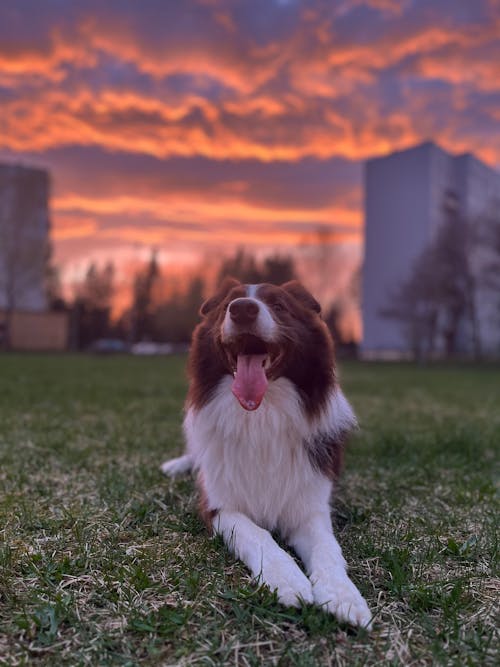 Free A dog sitting on the grass with the sunset in the background Stock Photo