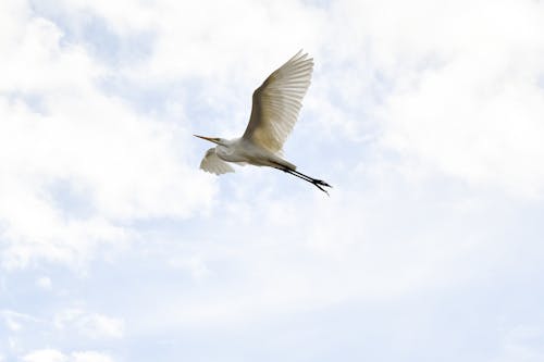 Бесплатное стоковое фото с coffs harbour, Австралия, белая цапля