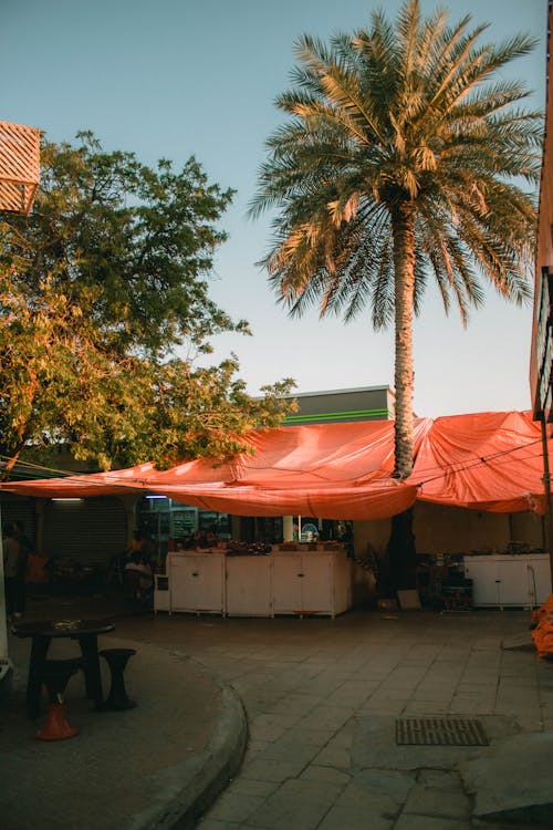 Fotobanka s bezplatnými fotkami na tému bazár, mestský, palma