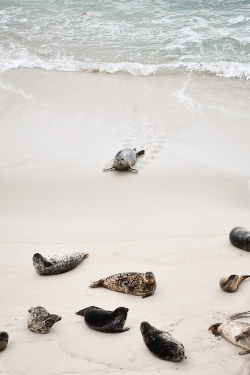 Δωρεάν στοκ φωτογραφιών με άμμος, θάλασσα, θαλάσσια ζωή