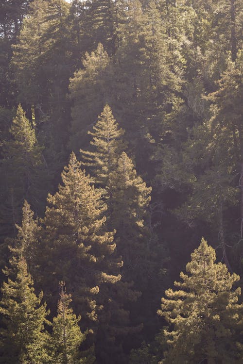 垂直拍攝, 林地, 森林 的 免費圖庫相片
