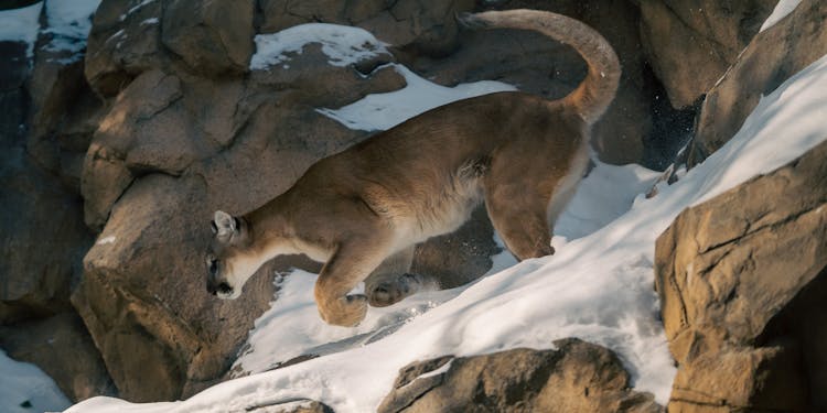 Cougar In Snow