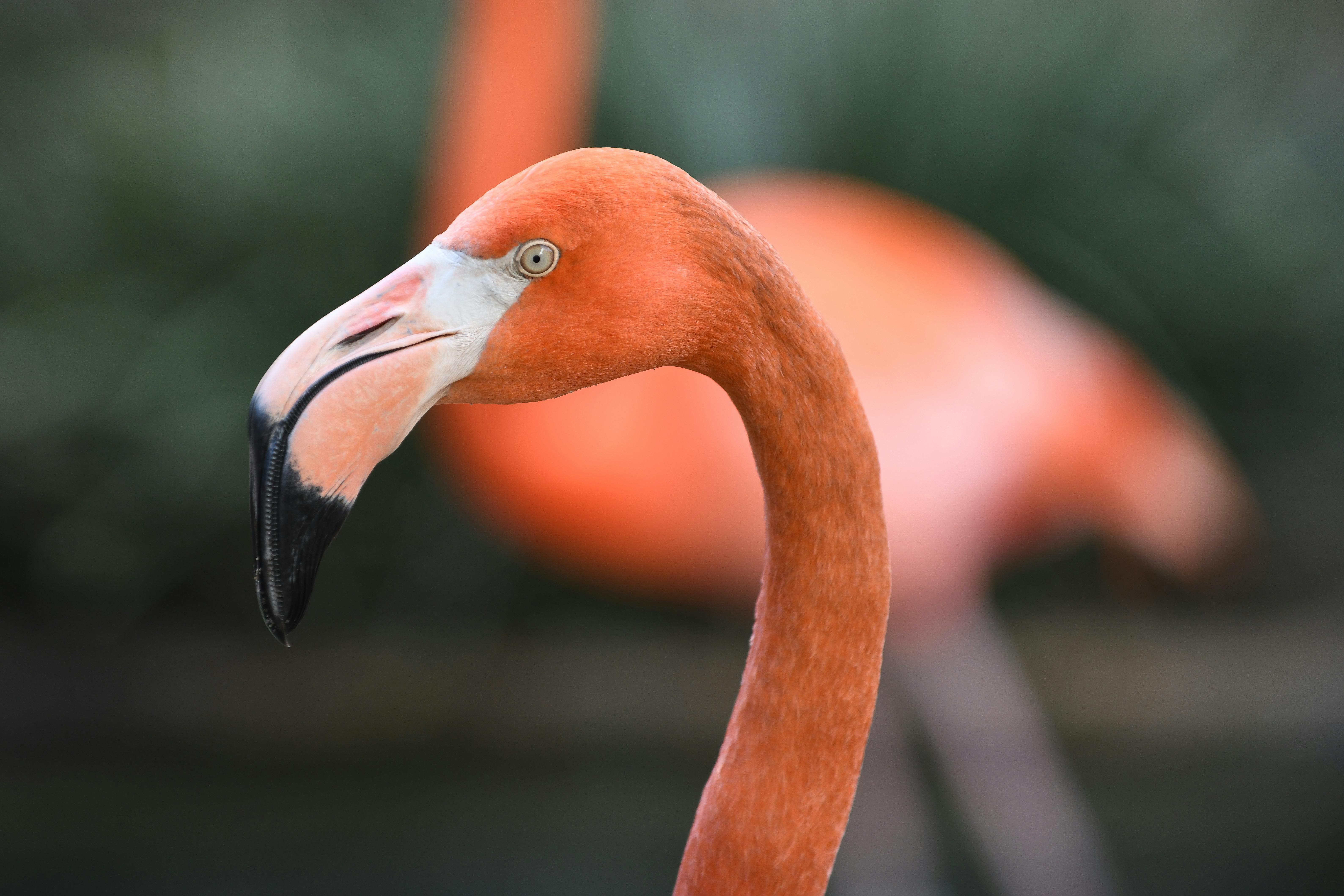 Head of Flamingo in San Diego Zoo in USA · Free Stock Photo