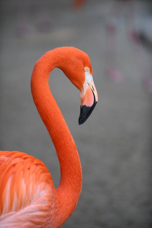 Foto profissional grátis de ave, flamingo, fotografia animal