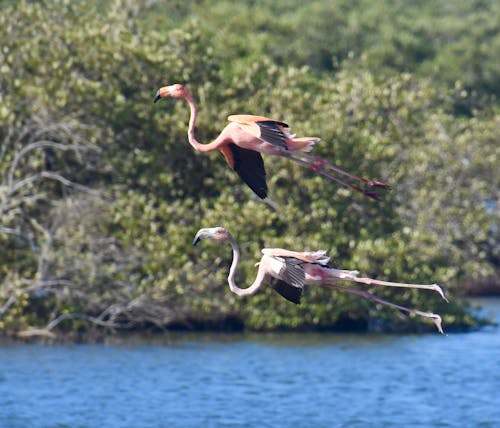 Immagine gratuita di birdwatching