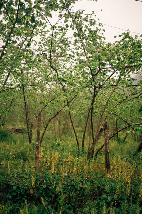 Free A vibrant forest scene in Giresun, Türkiye, showcasing dense greenery and natural tranquility. Stock Photo