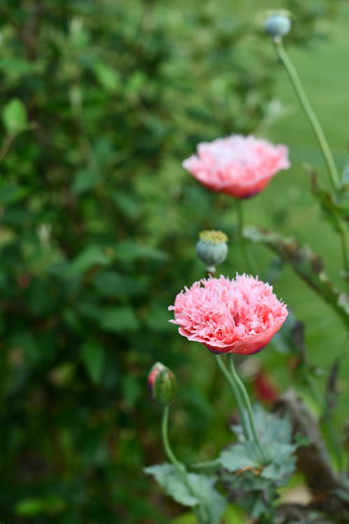 Kostnadsfri bild av äng, anläggning, blommor