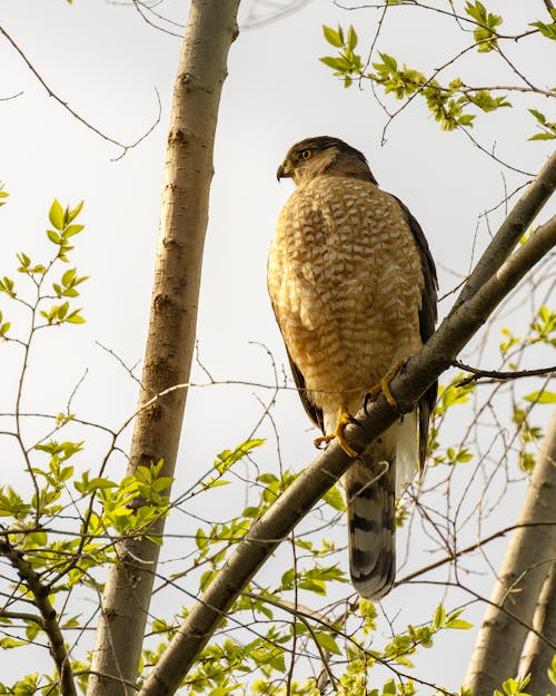 A hawk perched on a tree branch with green leaves