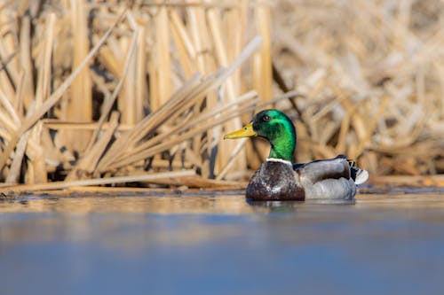 Canard colvert