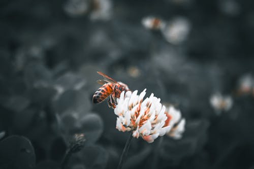 Ingyenes stockfotó bogarak, méhek, természetkedvelő témában