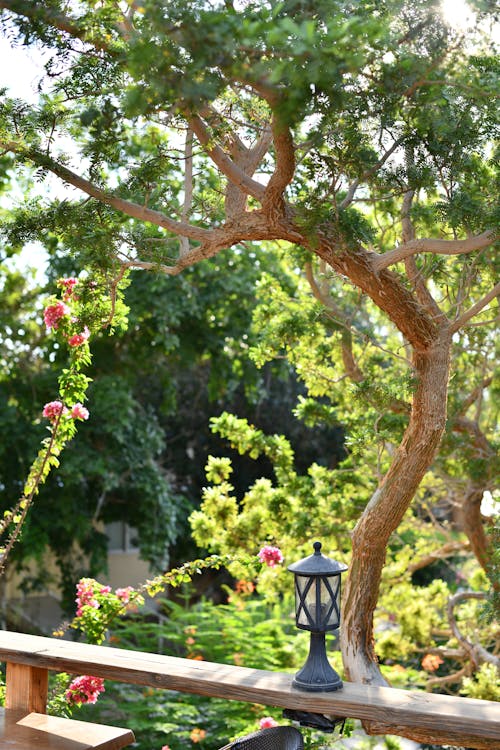 Foto profissional grátis de abajur, árvores, foco seletivo