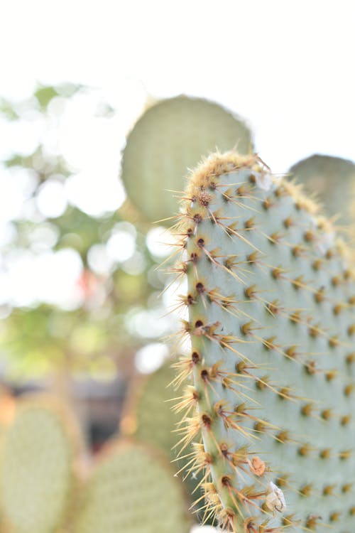 Imagine de stoc gratuită din ascuțit, cactus, focalizare selectivă