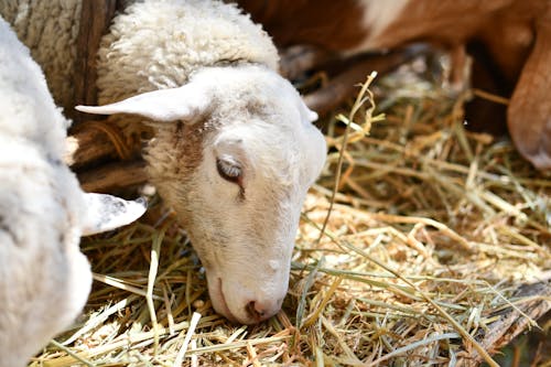 Foto stok gratis domba, fotografi binatang, jerami