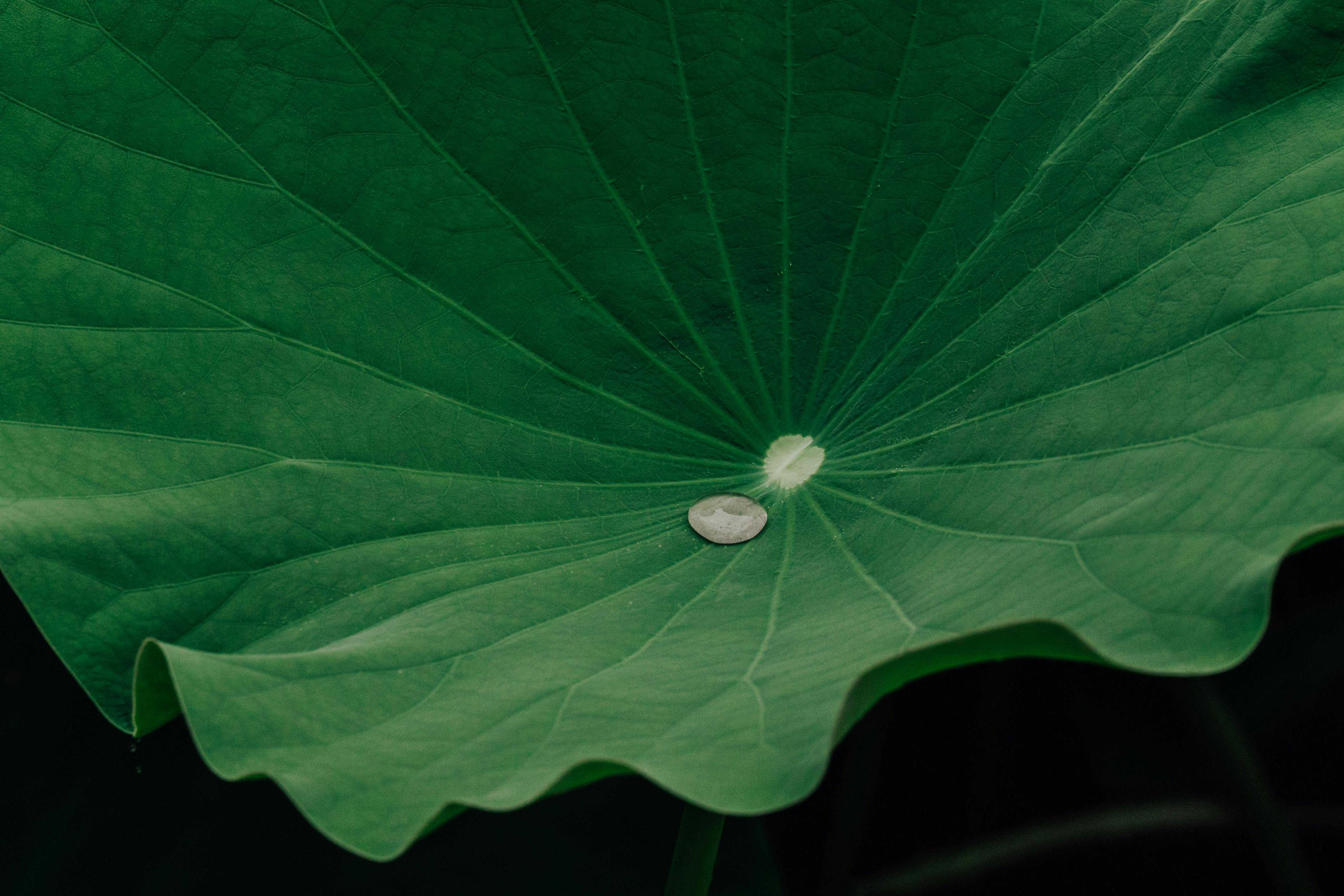 Up-close view of a green lotus leaf with a water droplet, showcasing nature's intricate patterns.